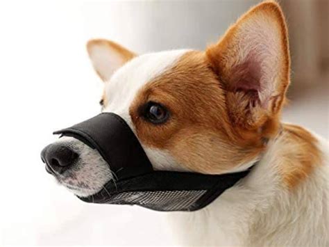 Muzzle Safety: How to Find the Right Dog Muzzle Size Chart