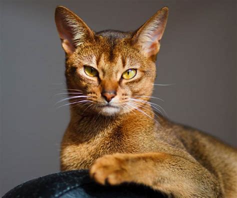 Abyssinian cat | DinoAnimals.com