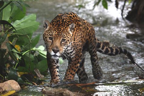 Top 189 + How many jaguar animal in india - Inoticia.net