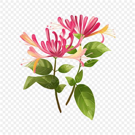 Honeysuckle Flower Clipart Cartoon