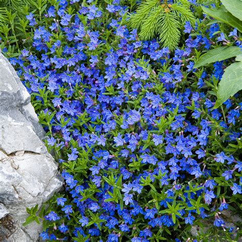 Buy Lithodora diffusa 'Heavenly Blue' | Evergreen Shrubs | Sarah Raven