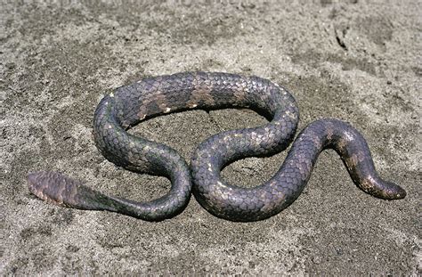 Australian endangered species: Sea snakes