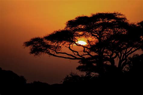 African Safari Sunset Photograph by Marites Wilson | Fine Art America