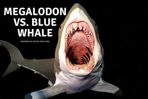 Megalodon Vs. Blue Whale - Dinosaur Facts For Kids