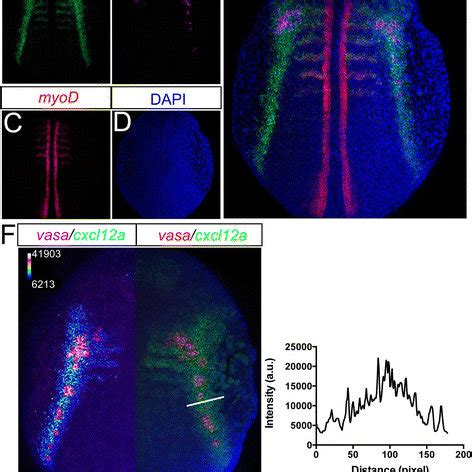 RNAscope protocol for zebrafish embryos at a glance | Download Table