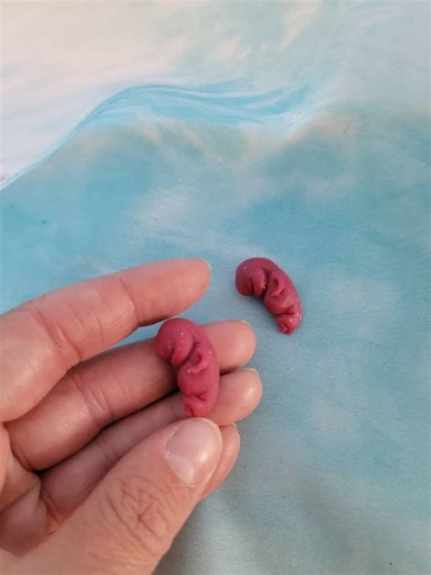 8 Week Old Gestation Fetus Memorial Silicone Baby - Etsy