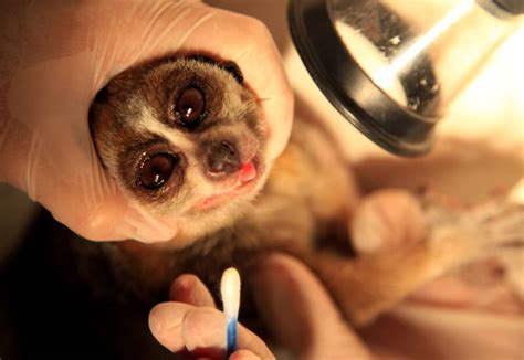 The Slow Loris, The Primate With A Surprisingly Deadly Venom