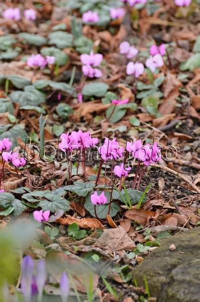 Images Cyclamen Coum 'Silver Leaf' - Images of Plants and Gardens - botanikfoto