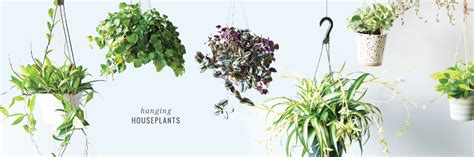 Mahoney's Garden Center | Hanging Houseplants