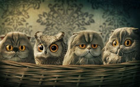 Owl Desktop Wallpapers - Wallpaper Cave