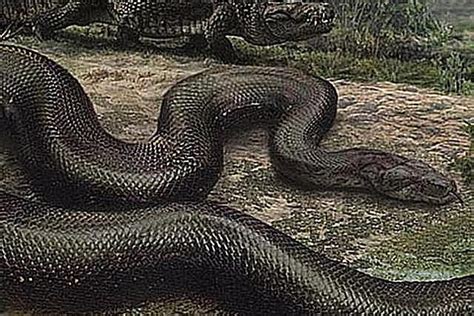 Pictures and Profiles of Prehistoric Snakes