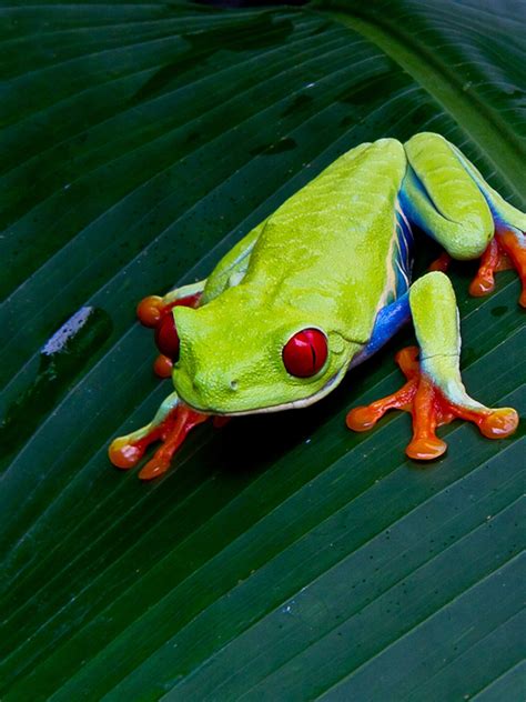 Purple Red Eyed Tree Frog