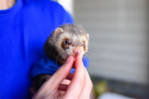 7 Best Ferret Treats in 2024 - Reviews & Top Picks | Pet Keen