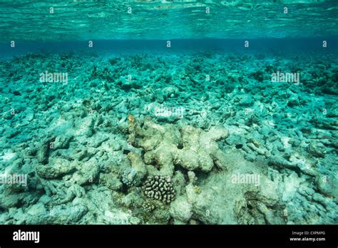 Coral reef Maldives, Indian Ocean, coral bleaching in tropical waters destroys important reef ...