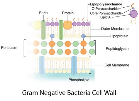 Bacterial Cell wall: Structure, Composition and Types - Online Biology Notes