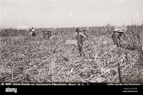 19th century vintage photograph: Sugar Cane Fields, workers cutting cane, Spreckel's Plantation ...