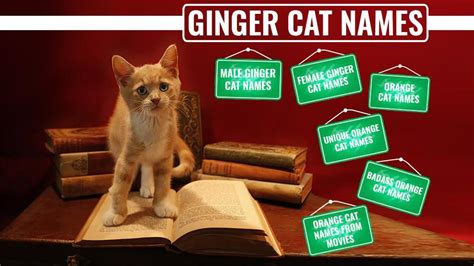 146 Best Ginger Cat Names - Petmoo