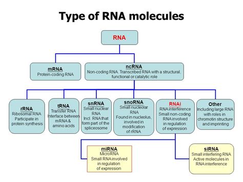 Non-Coding RNAs – CHENYUAN