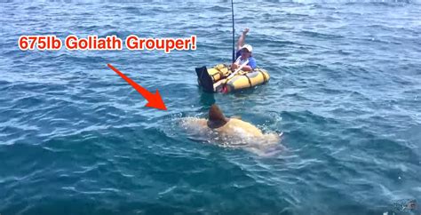 (Breaking News) First Ever Goliath Grouper Captured From An Inner Tube!