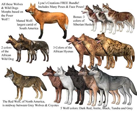 Wild dogs, Wolf dog, Animals wild