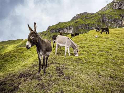 What Is the Difference Between Mules and Donkeys? - Animals Insider