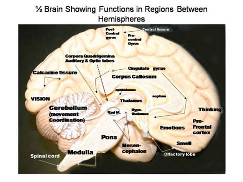 Labeled Inside Brain Model