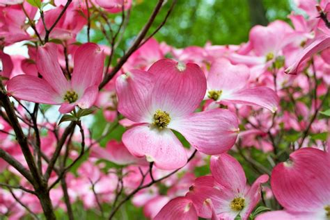 5 Best Flowering Trees That Add Color To Your Yard - Farmers' Almanac