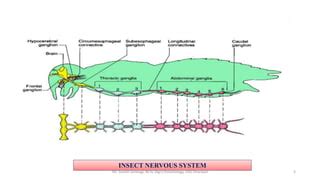 Nervous system in insects | PPT