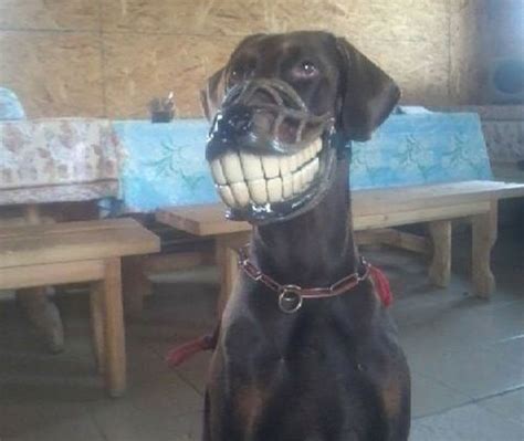 Dog seems happy about wearing a muzzle. - RealFunny