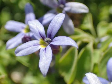 Blue Star Creeper Plant Care | Plantly