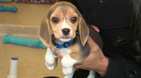 Beagle Puppies For Adoption Near Me | PETSIDI