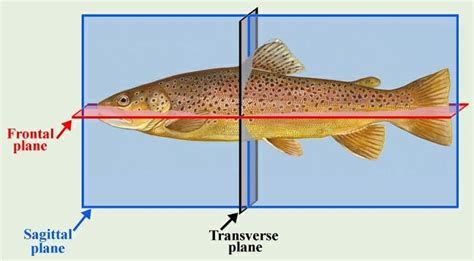 Sagittal Plane - Definition and Quiz | Biology Dictionary