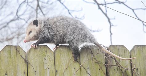 How To Get Rid Of Opossums - The Garden Magazine