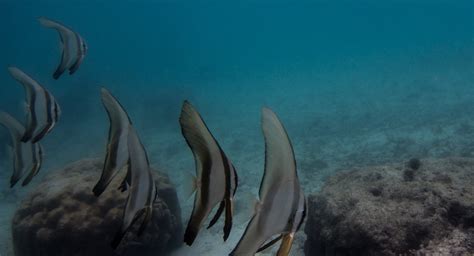 Longfin Batfish Facts and Photographs | Seaunseen