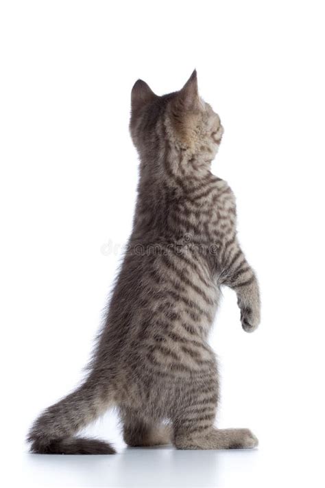 392 Rear View Cat Sitting Stock Photos - Free & Royalty-Free Stock Photos from Dreamstime