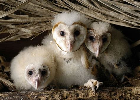 Barn Owl Chicks (Tyto alba) at nest - Picture 15 in Tyto: alba ...