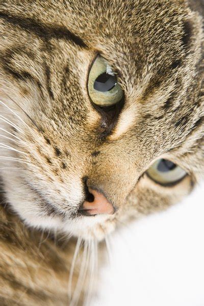 Why a Cat's Pupils Get Big - Pets