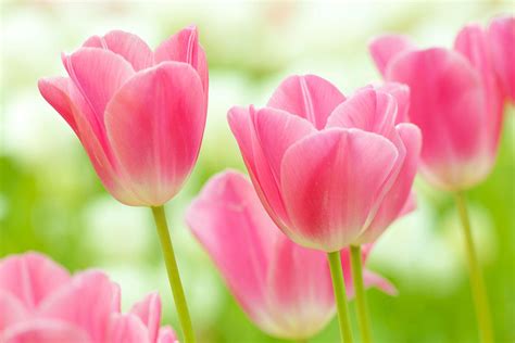 Pink Tulips Wallpapers - Top Free Pink Tulips Backgrounds - WallpaperAccess