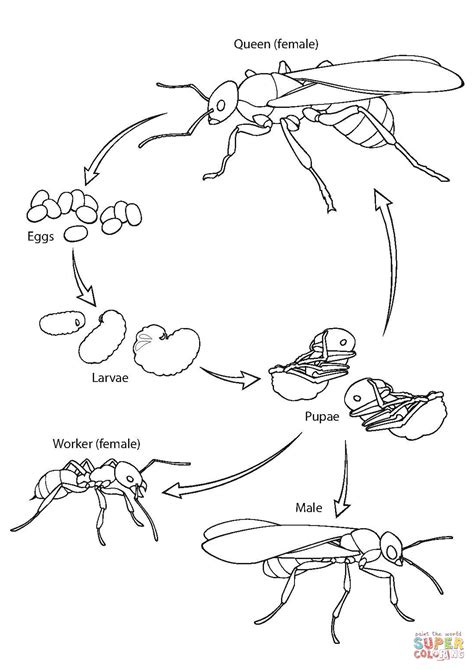 Ant Life Cycle coloring page | Free Printable Coloring Pages | Life cycles, Ant life cycle, Ants