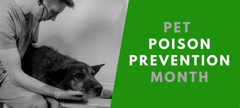 Pet Poison Prevention Month - The Naturally Healthy Pet Shop