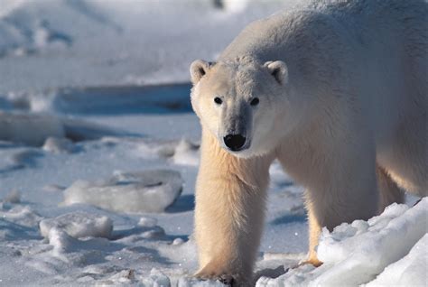 Wildlife in Greenland: Land mammals - Visit Greenland