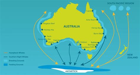 Whale migration: The facts | Blog - NSW National Parks