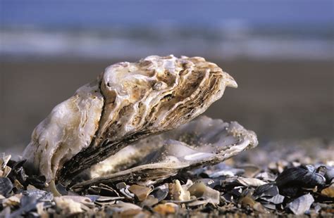 Oyster reefs - EcoShape