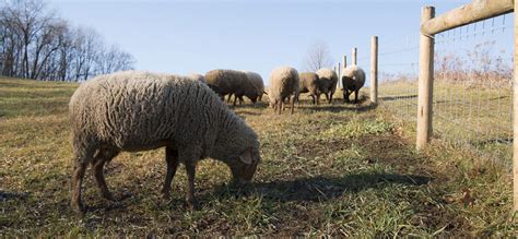 The Honey Run Flock — Meet Our Tunis Sheep