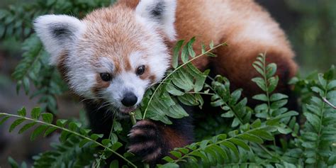 Red panda | Smithsonian's National Zoo