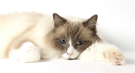 Ragdoll Cat Temperament - Everything You Need To Know