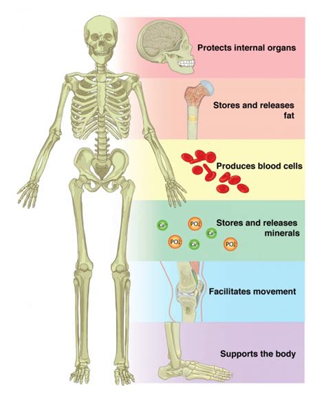 Skeletal System | Introduction , Parts, Functions, Diagram & Fact