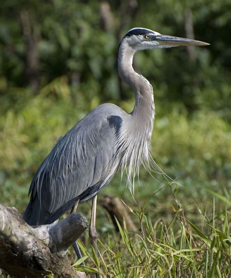 Great Blue Heron Facts – Great Blue Heron Habitat | Blue heron, Heron, Bird breeds