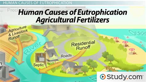 Eutrophication Definition, Process & Causes - Lesson | Study.com