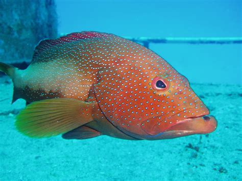 Red Spotted Grouper: Epinephelus morio Free Photo Download | FreeImages